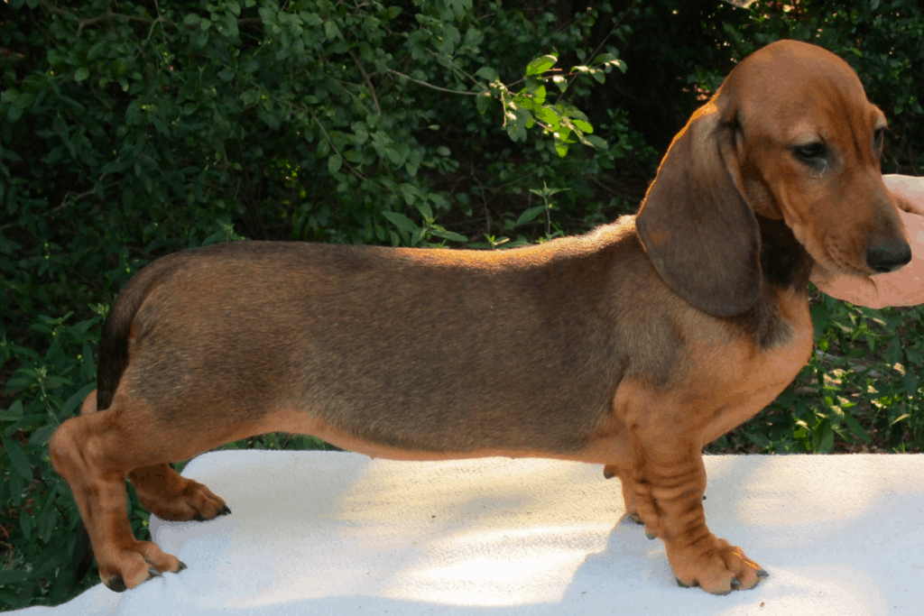 Blessed Doxie Breeder in Texas