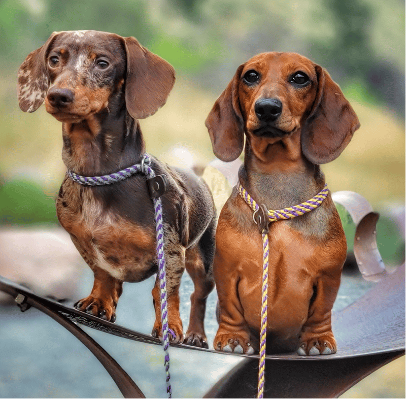 Best smooth-haired Dachshund breeder in Missouri
