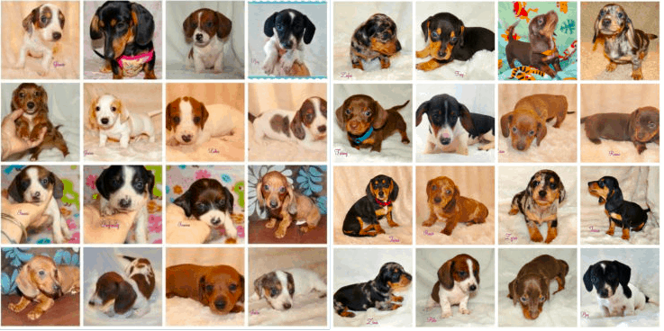 Breeder Colorful Dachshunds In California