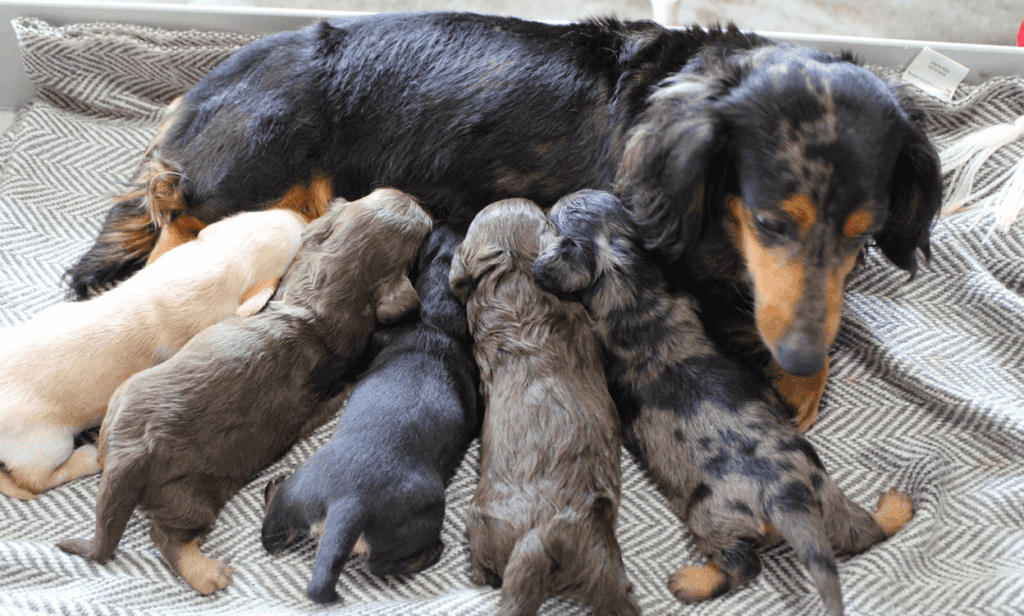 Breeder Creekside Doxies in Ohio