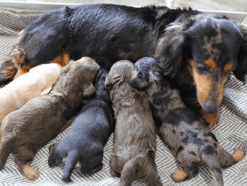 Breeder Creekside Doxies