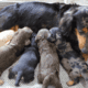 Breeder Creekside Doxies