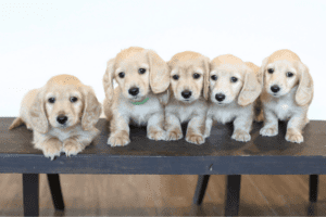 Breeder Crown Dachshunds in California