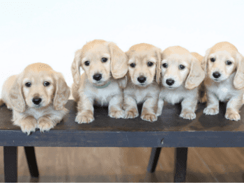Breeder Crown Dachshunds in California