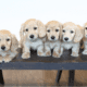Breeder Crown Dachshunds in California