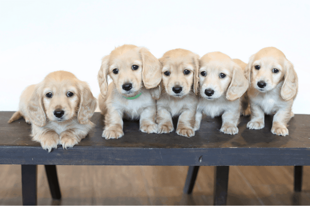 Breeder Crown Dachshunds in California