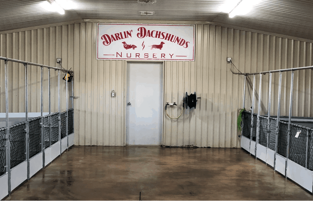 Breeder Darling Dachshund in Texas