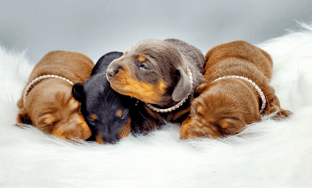 Dashing Dachshunds Breeder in Ohio