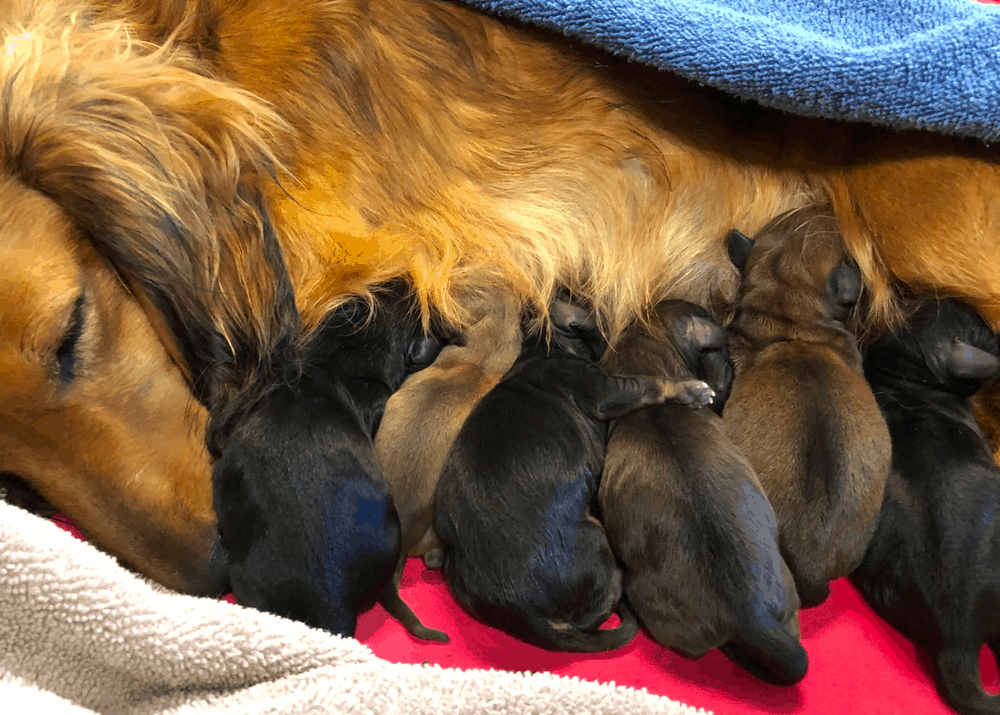 Breeder DeLorenzo Dachshunds in California