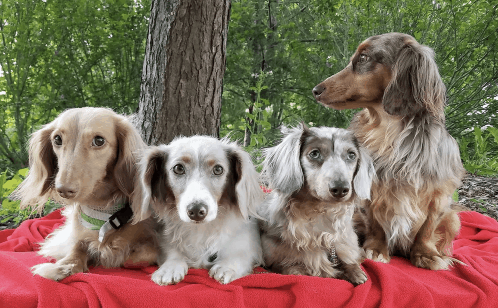 Breeder Ice Legendz Dachshunds in Ohio