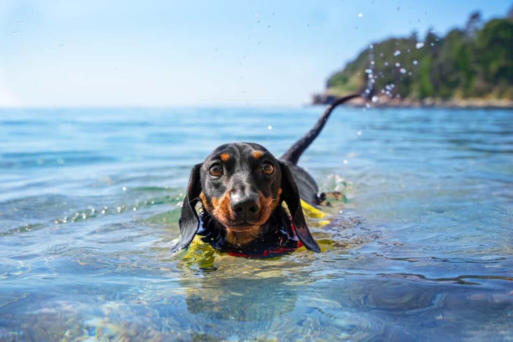 Can You Dachshund Swim? Learn Doxie Water Safety Training Tips