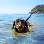 Can You Dachshund Swim? Learn Doxie Water Safety Training Tips