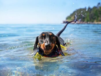 Can dachshunds swim?