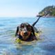 Can dachshunds swim?