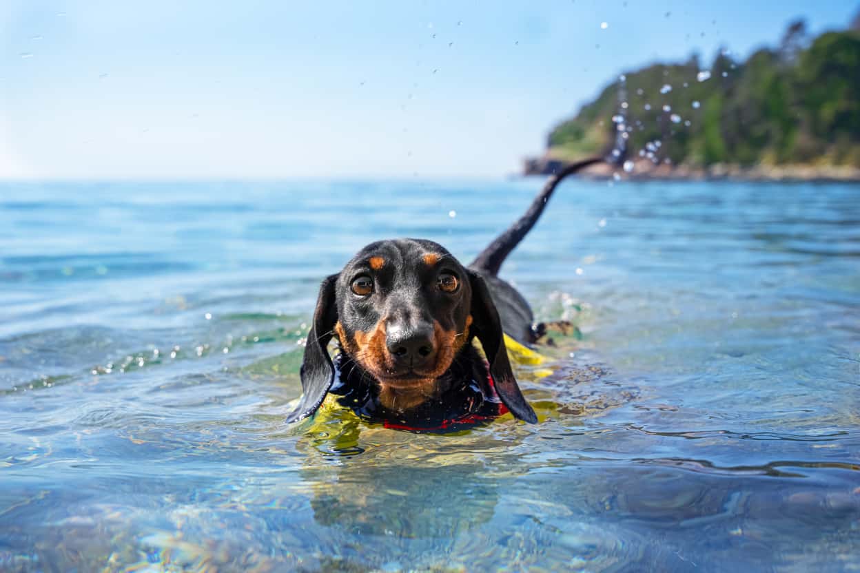 Can dachshunds swim?