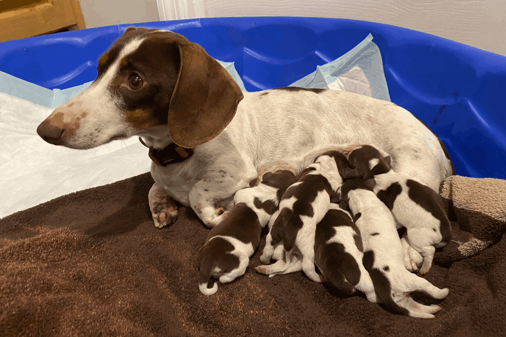 Chocolate and Tan Piebald Dachshund Puppies