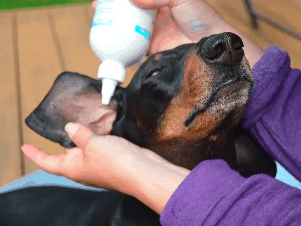 How to Clean Your Dachshund’s Ears