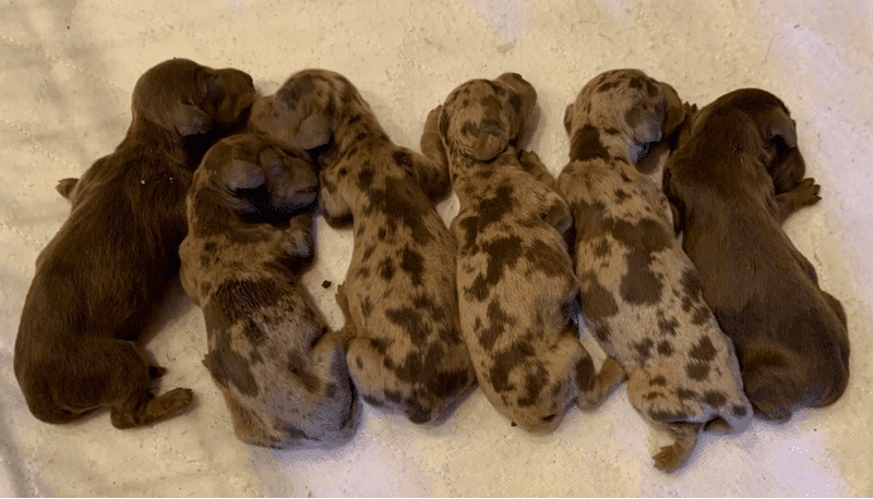 Clear Fork Dachshunds