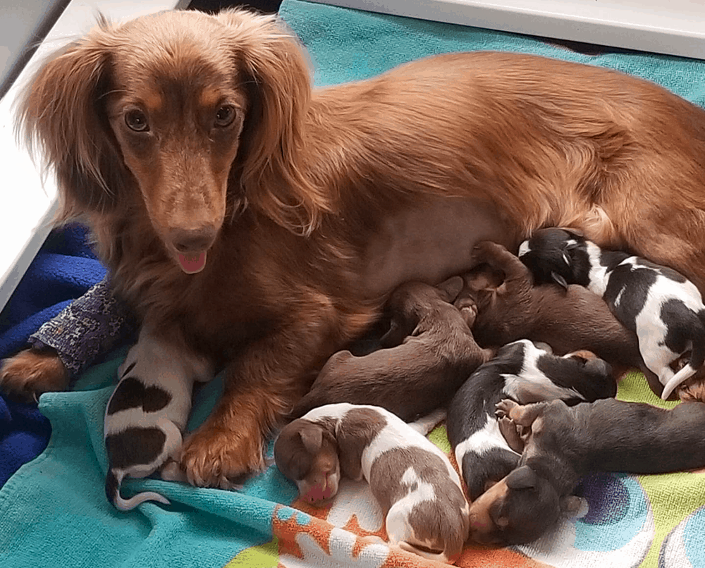 Cool Runnin Dachshunds Breeder in Missouri
