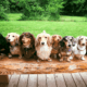 Dachshund Colors and Patterns