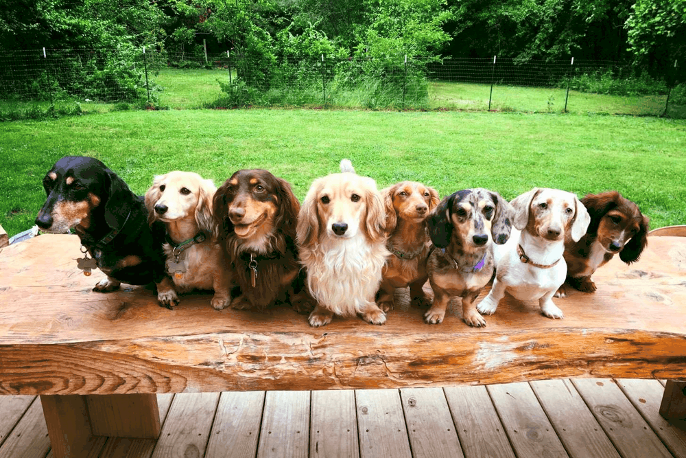 Dachshund Colors and Patterns