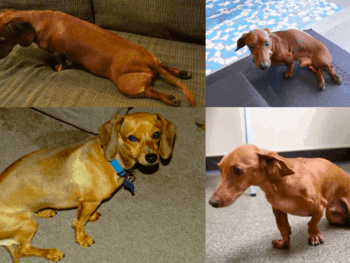 Dachshund Back Legs Problems
