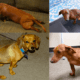 Dachshund Back Legs Problems