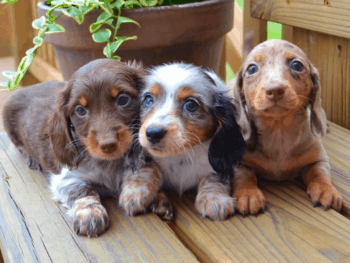 Dachshund Puppies in Missouri