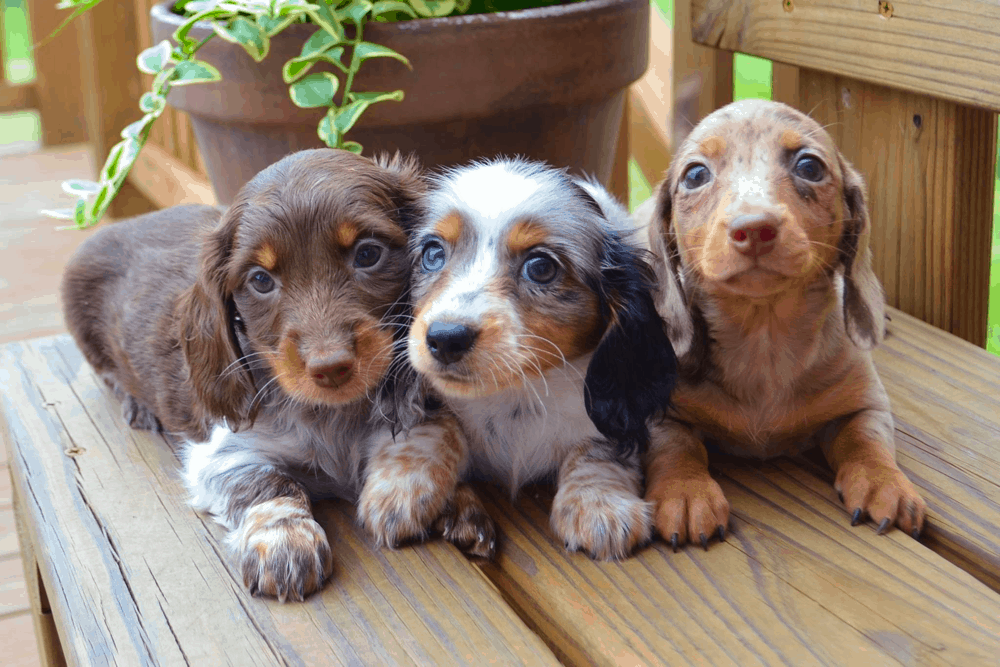 Top 15 Reputable Dachshund Breeders in Missouri