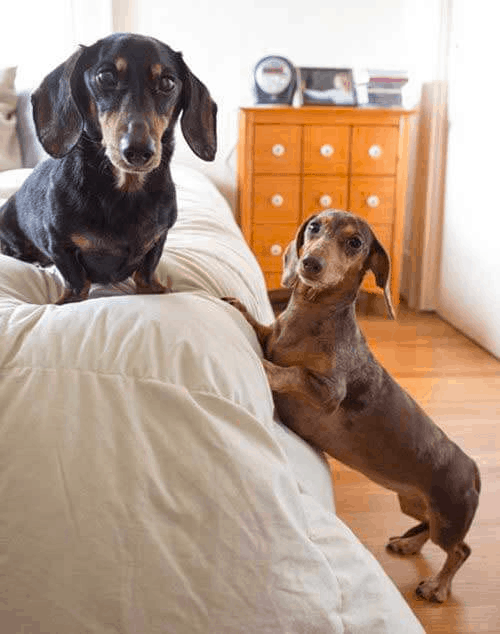 Dachshund jumping on the high bed