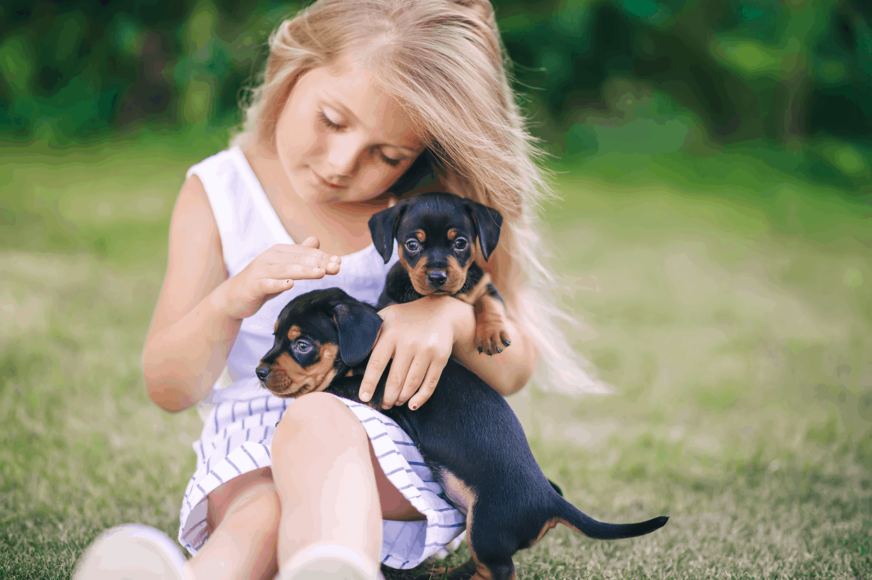 Dachshund is Friendly Towards Children