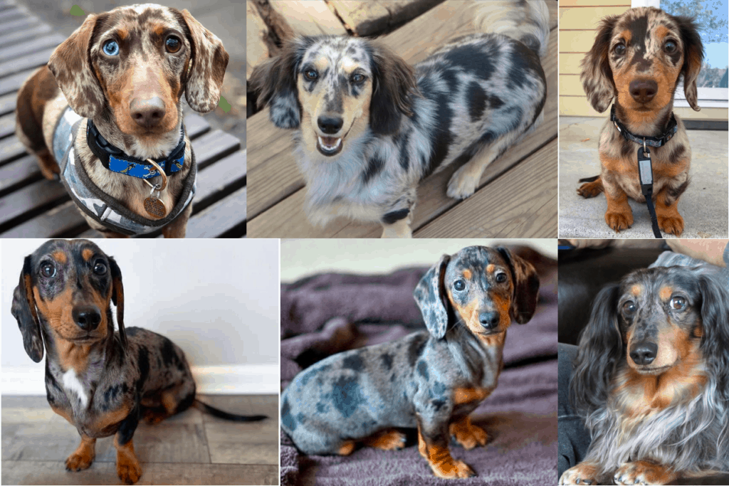 Dapple Dachshunds