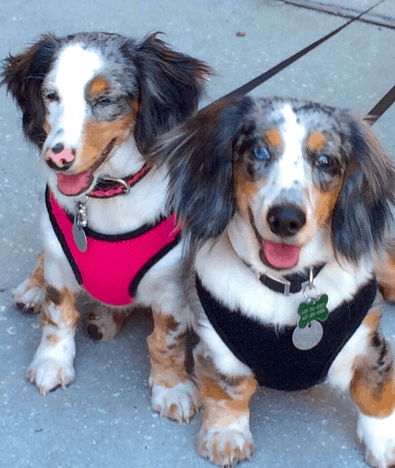 Double Dapple Dachshunds
