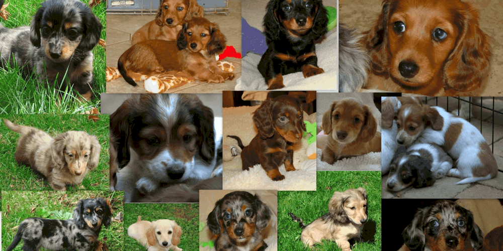 Doxiepaw Kennel Dachshund Breeder Ohio