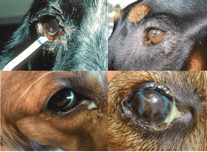 Dry Eye Syndrome in Dachshunds