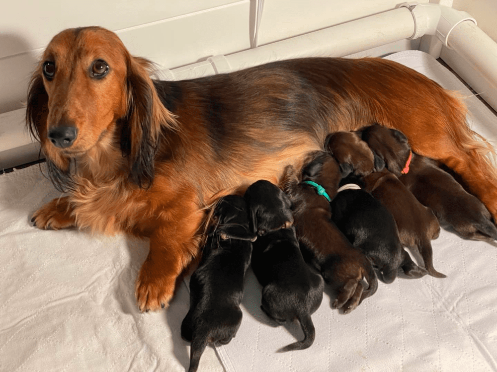 Endachs long-haired Dachshund breeder