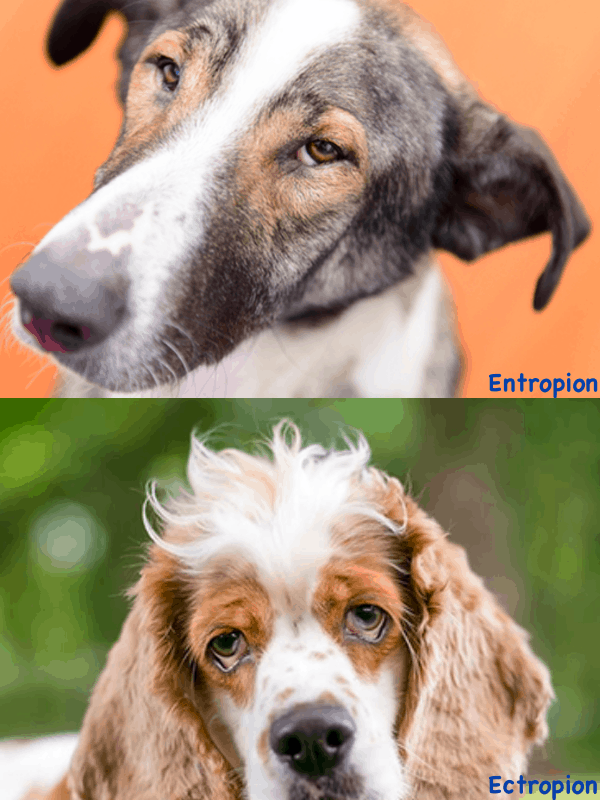 Entropion and Ectropion in Dog Eyes