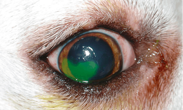 Eye ulcers in dachshunds