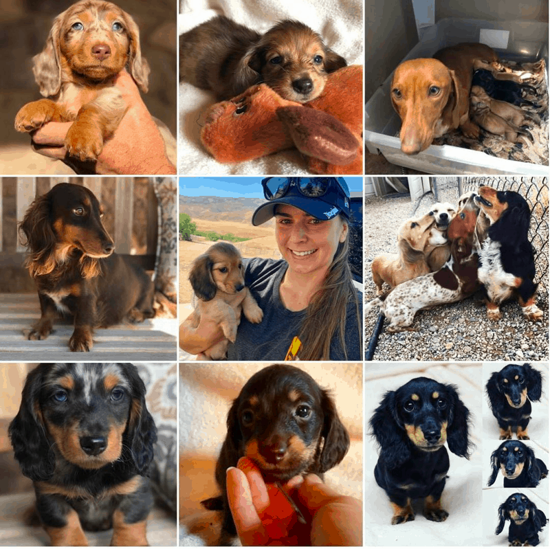 Full Circle Dachshund in California