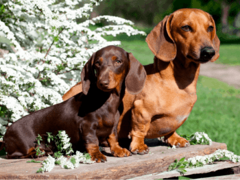 Full Grown Standard and miniature dachshunds