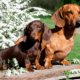 Full Grown Standard and miniature dachshunds