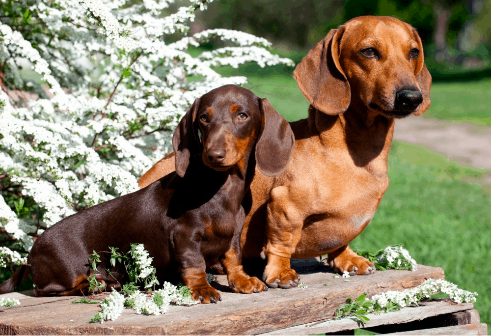 Full Grown Standard and miniature dachshunds