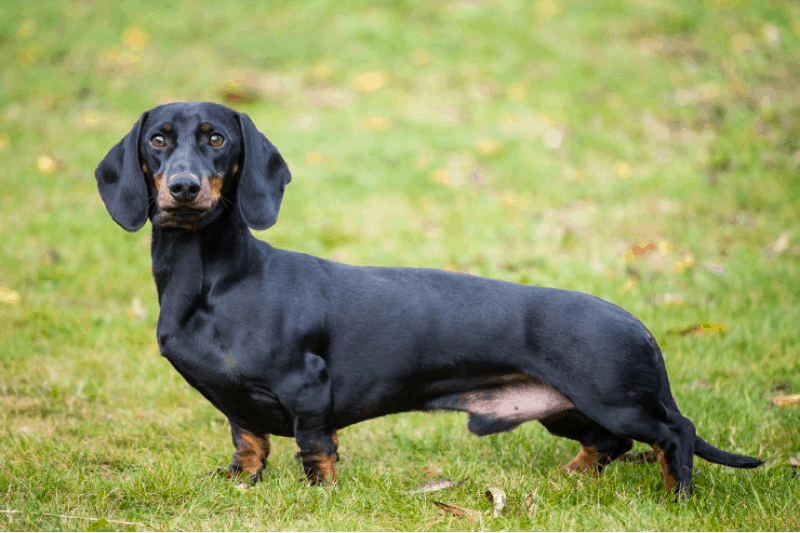 Full grown Standard Dachshund