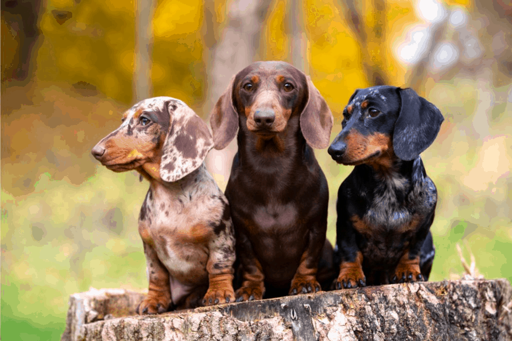 Hidden View Farms Dachshund Breeder Ohio