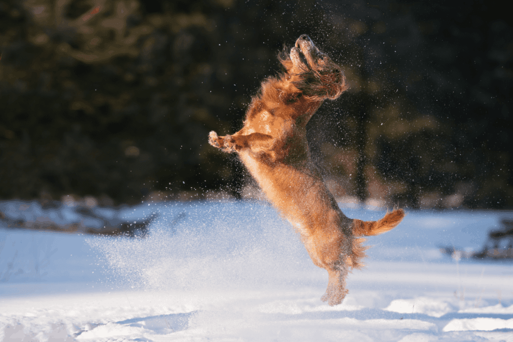 Should You Encourage Your Dachshund Jumping? Can Too Much Jumping Cause an Issue on your Dog’s Spine?