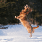 Should You Encourage Your Dachshund Jumping? Can Too Much Jumping Cause an Issue on your Dog’s Spine?