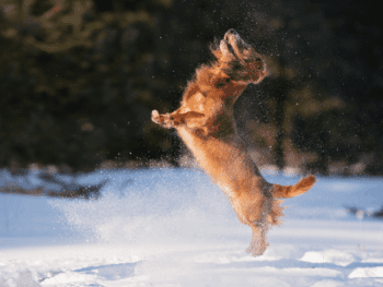 How High Can A Dachshund Jump