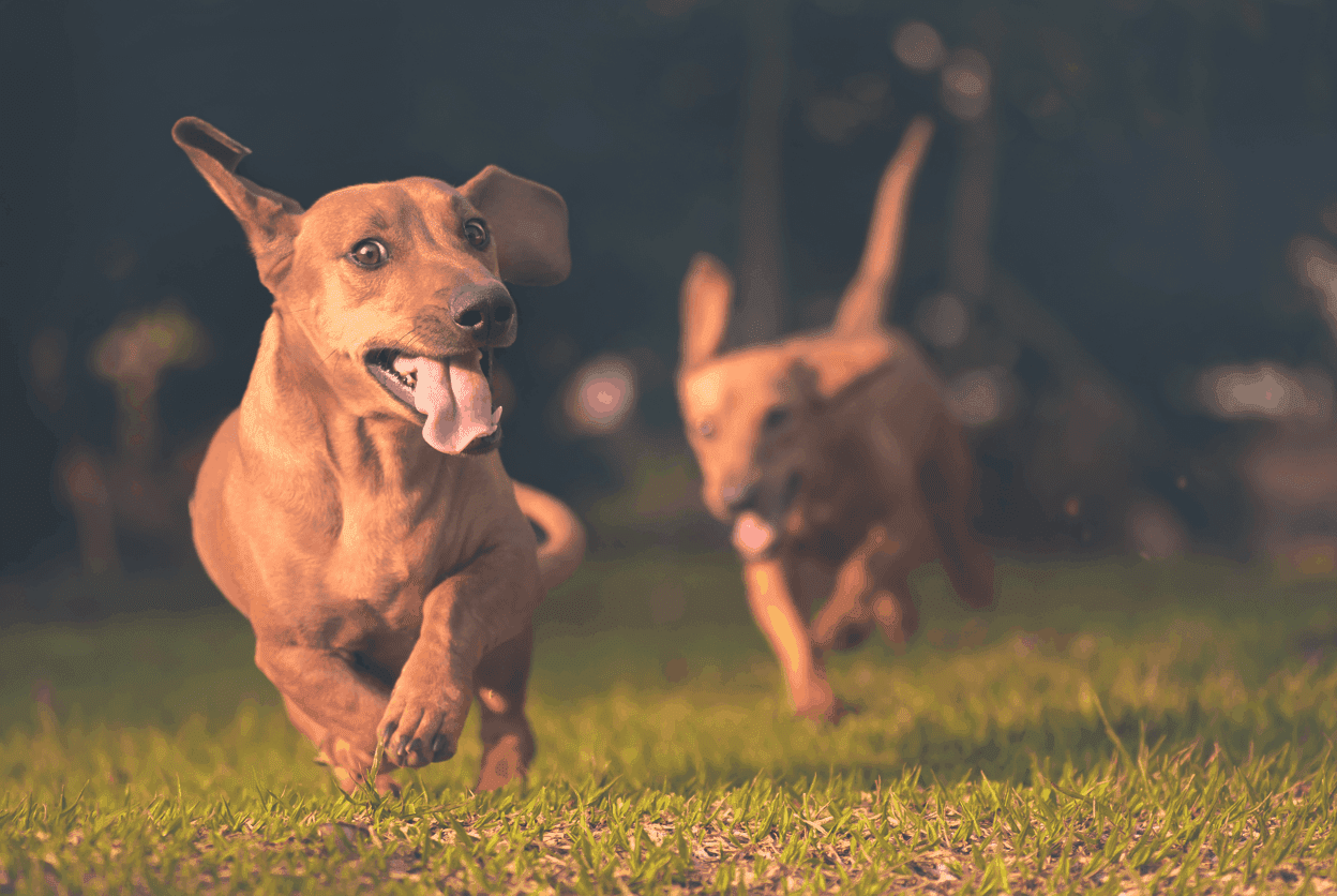 How do I know my Dachshund Has Run Far Enough