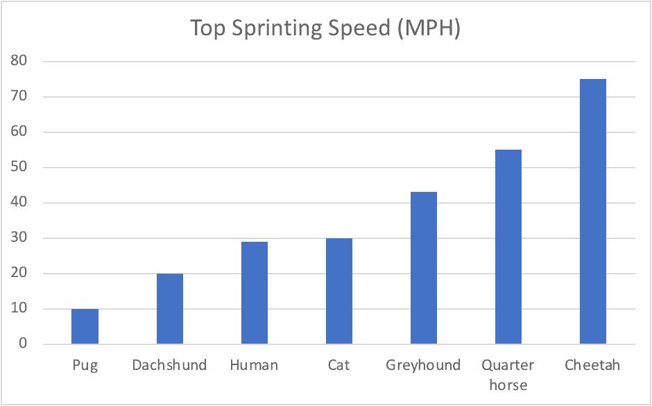How fast can a dachshund run