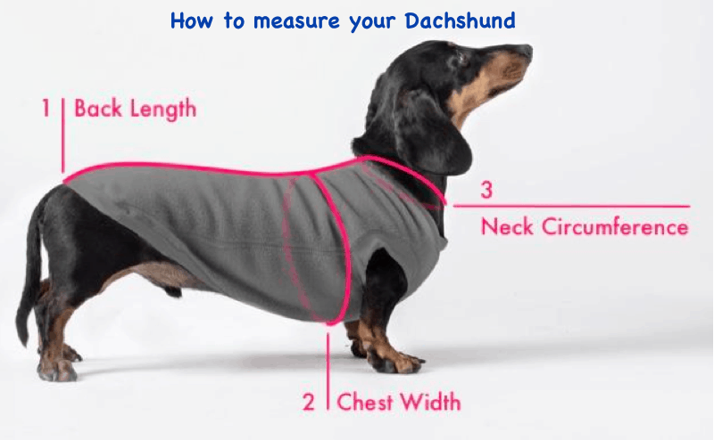 How to Measure your Doxie